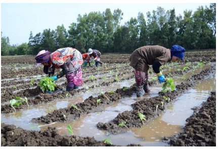 Agriculture Photo